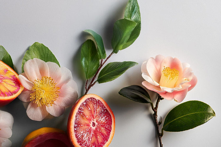 Camelia Agrumata