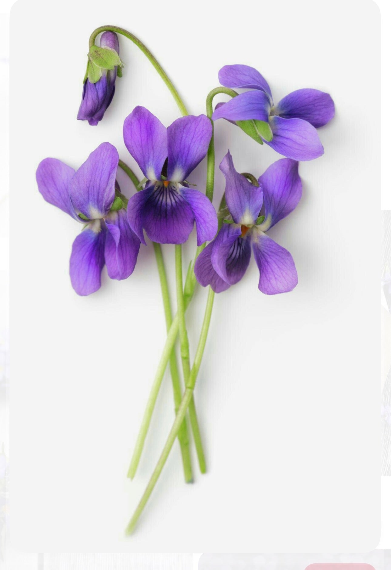 Sapone solido alla Violetta
